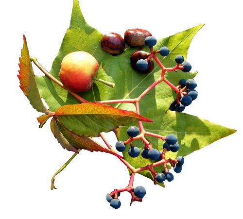 leaf wine fruits