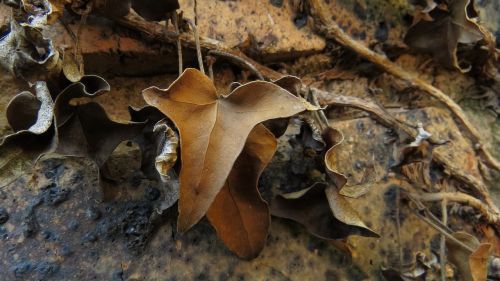 leaf brown nature