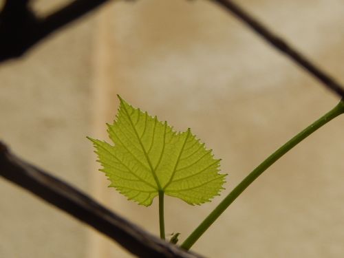 leaf fig leaf green leaf
