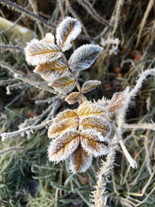 leaf frost ice