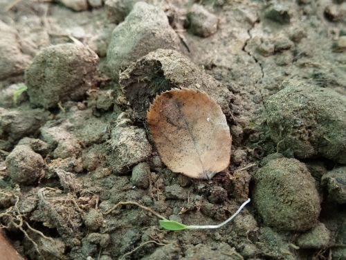 leaf brown soil