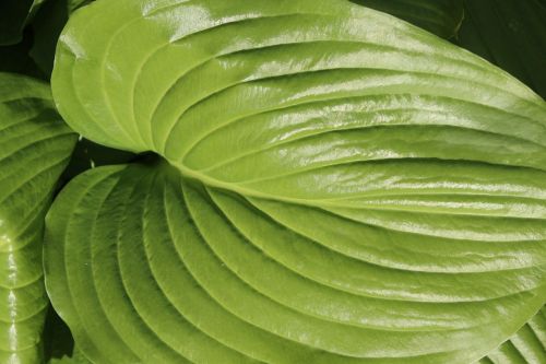leaf green horsta