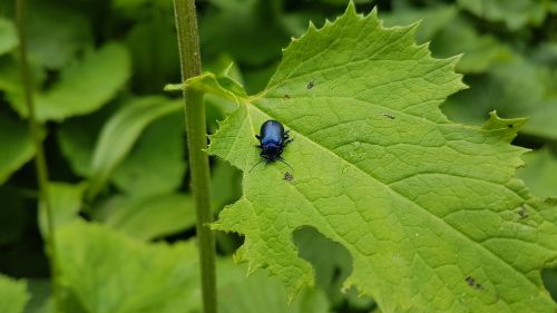 leaf beetle garden