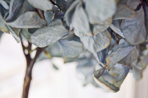 leaf plant nature