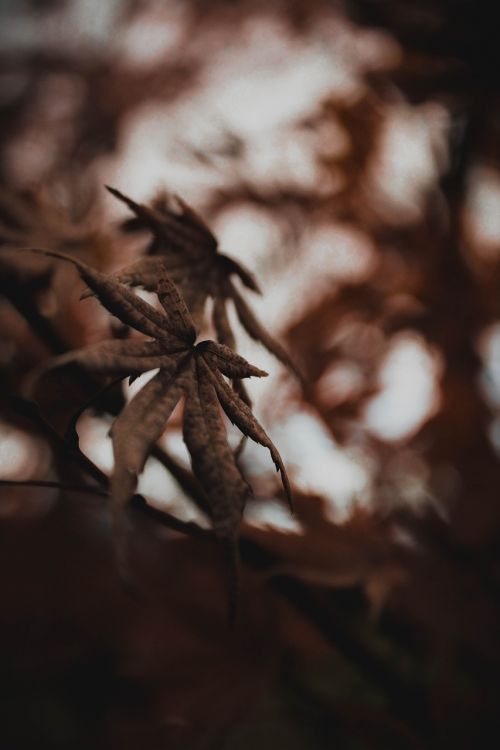 leaf plant nature