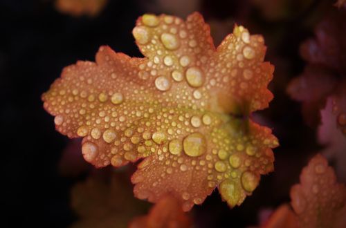 leaf drops green