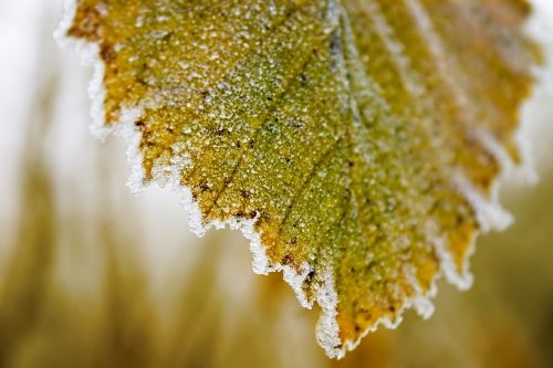 leaf plant ice