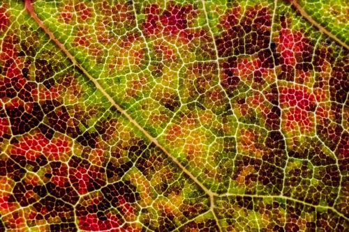 leaf texture fall