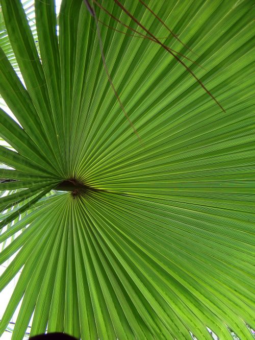 leaf palma green