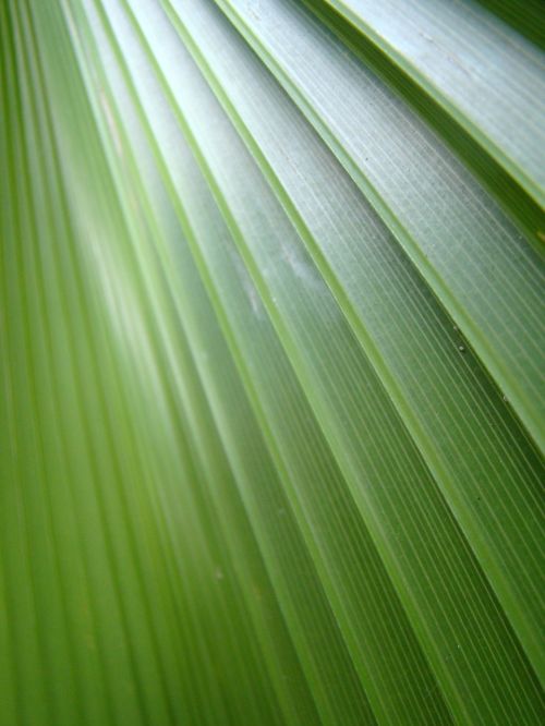 leaf palma closeup