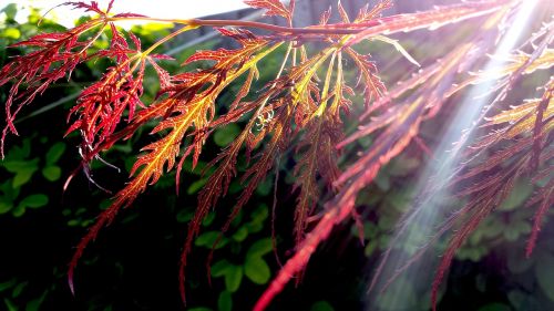 leaf plant nature