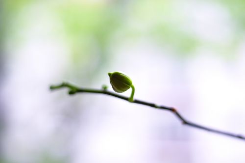 leaf green plant