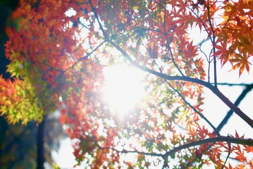 leaf tree plant