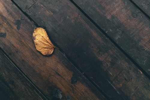 leaf dried wooden