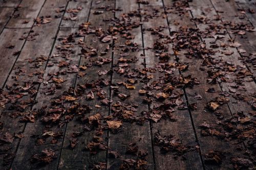 leaf fall wooden