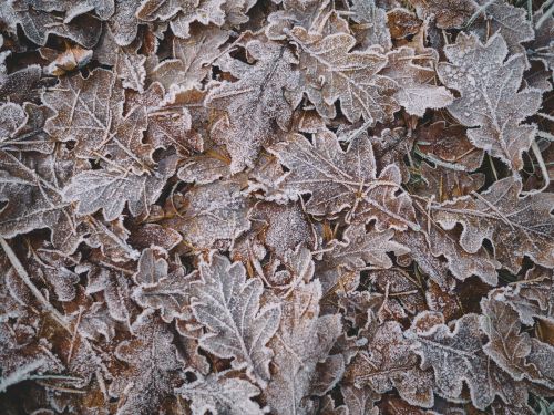 leaf snow winter