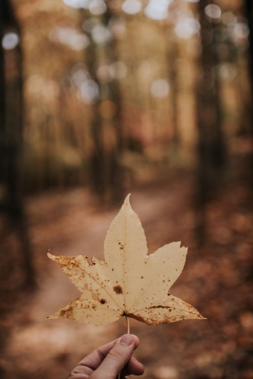 leaf fall autumn