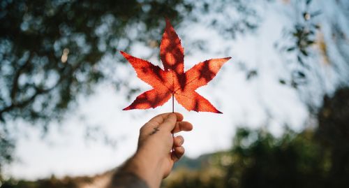 leaf autumn fall