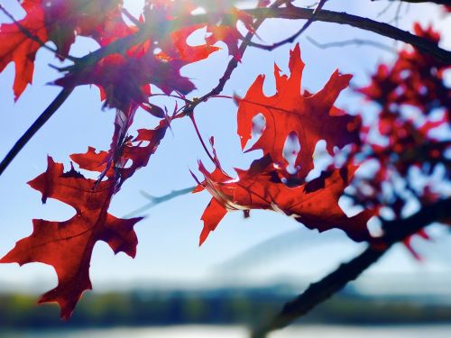 leaf tree plant