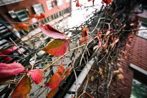 leaf plant autumn