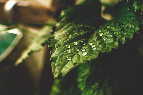 leaf drip water