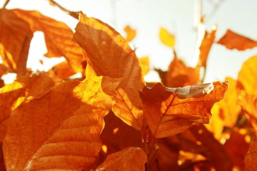 leaf fall autumn