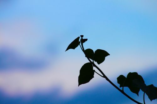 leaf vine plant