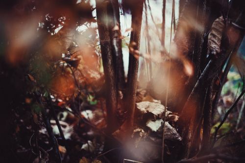 leaf fall tree