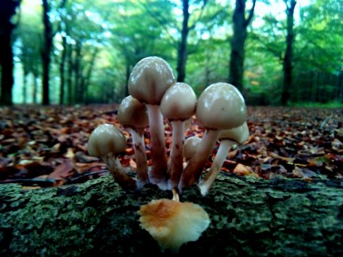 leaf fall mushroom