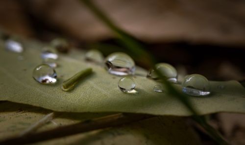 leaf outdoor wet