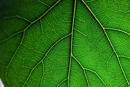 leaf macro green
