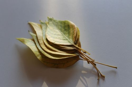 leaf plant fall