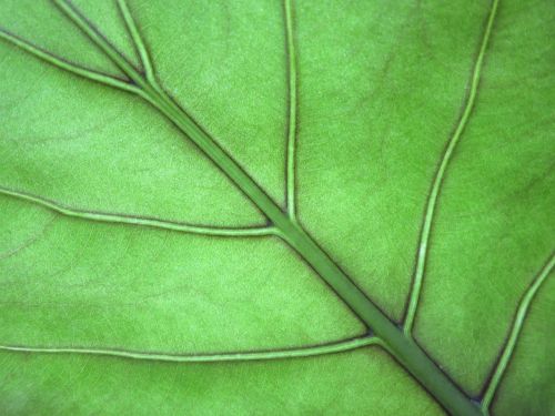 leaf leaf veins green