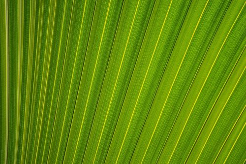 leaf leaves plants