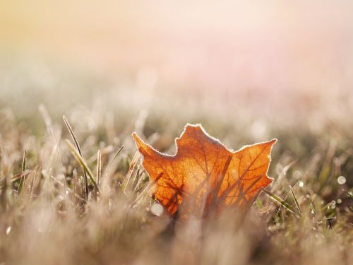 leaf nature grass