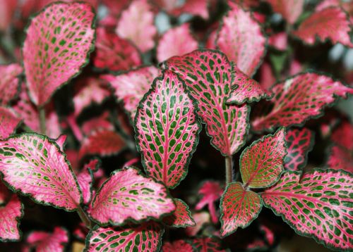 leaf plants nature