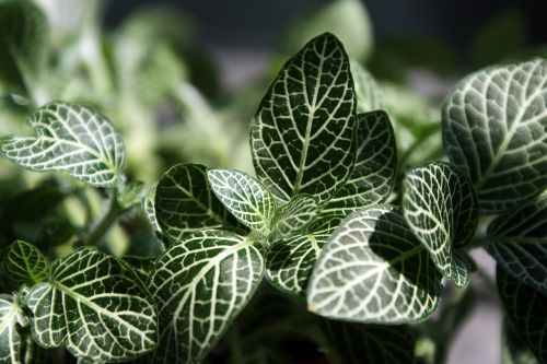 leaf plants nature