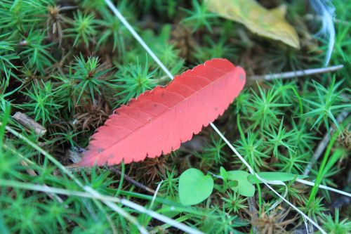 leaf plant close-up