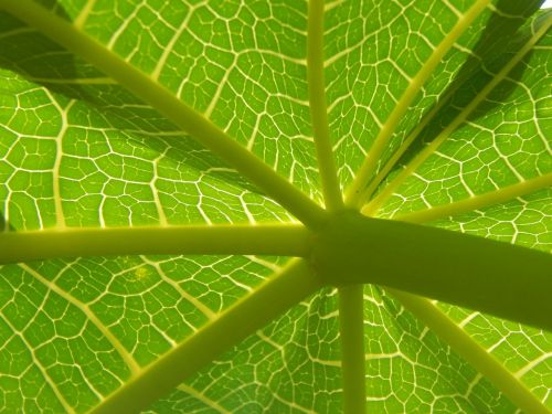 leaf papaya green