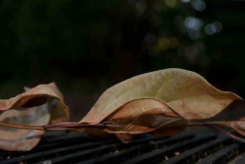 leaf dry autumn