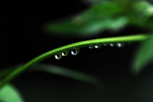 leaf green drop
