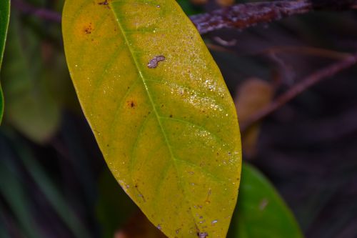 leaf vegetable green