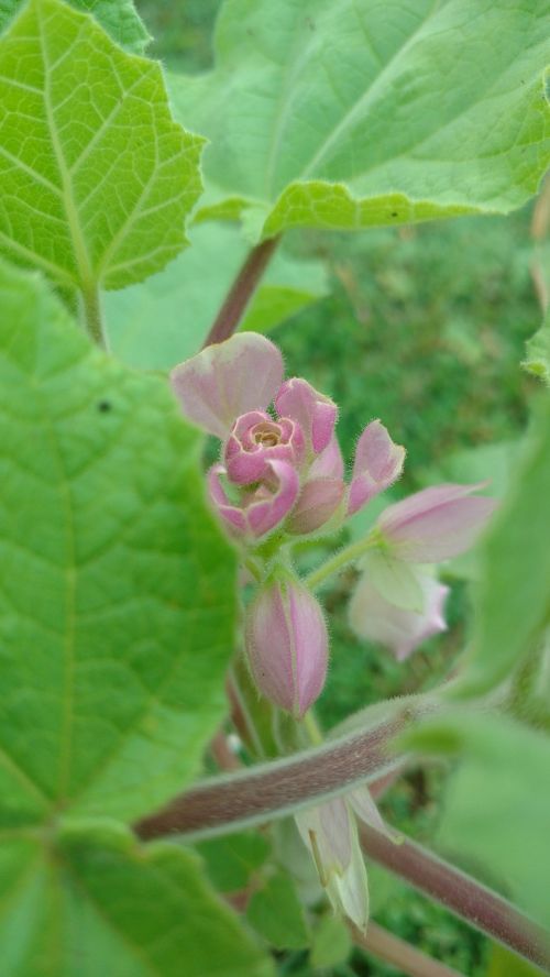 leaf pink green