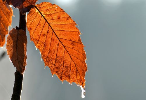 leaf winter ice