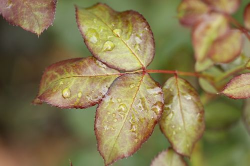 leaf rose bush drop