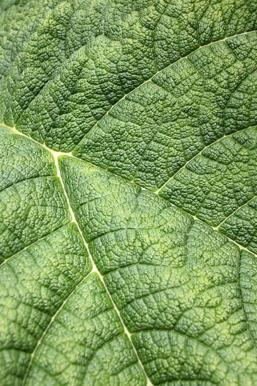 leaf structure green