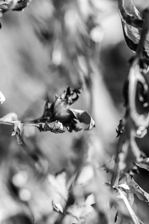 leaf nature plant