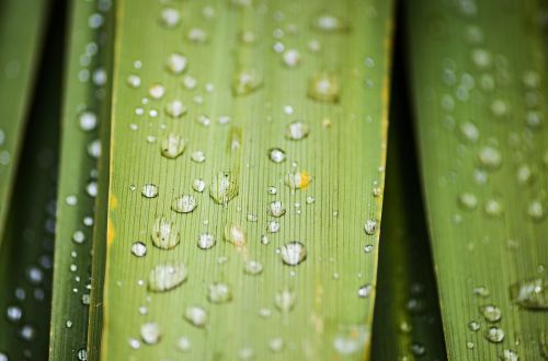 leaf water macro