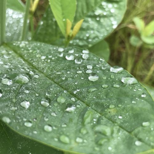 leaf raindrops water