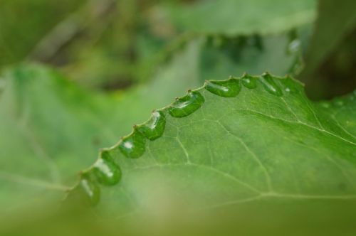leaf drop of water green